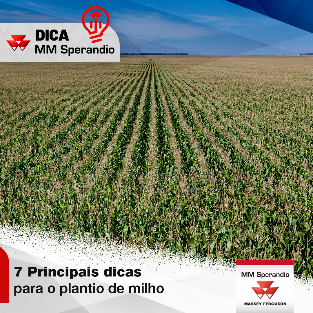 7 Principais Dicas Para O Plantio Do Milho Mm Sperandio 7481